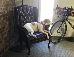 Photo of the author's dog, Josie, resting in an office chair.
