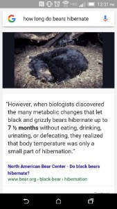 Voice search for how long bears hibernate. 